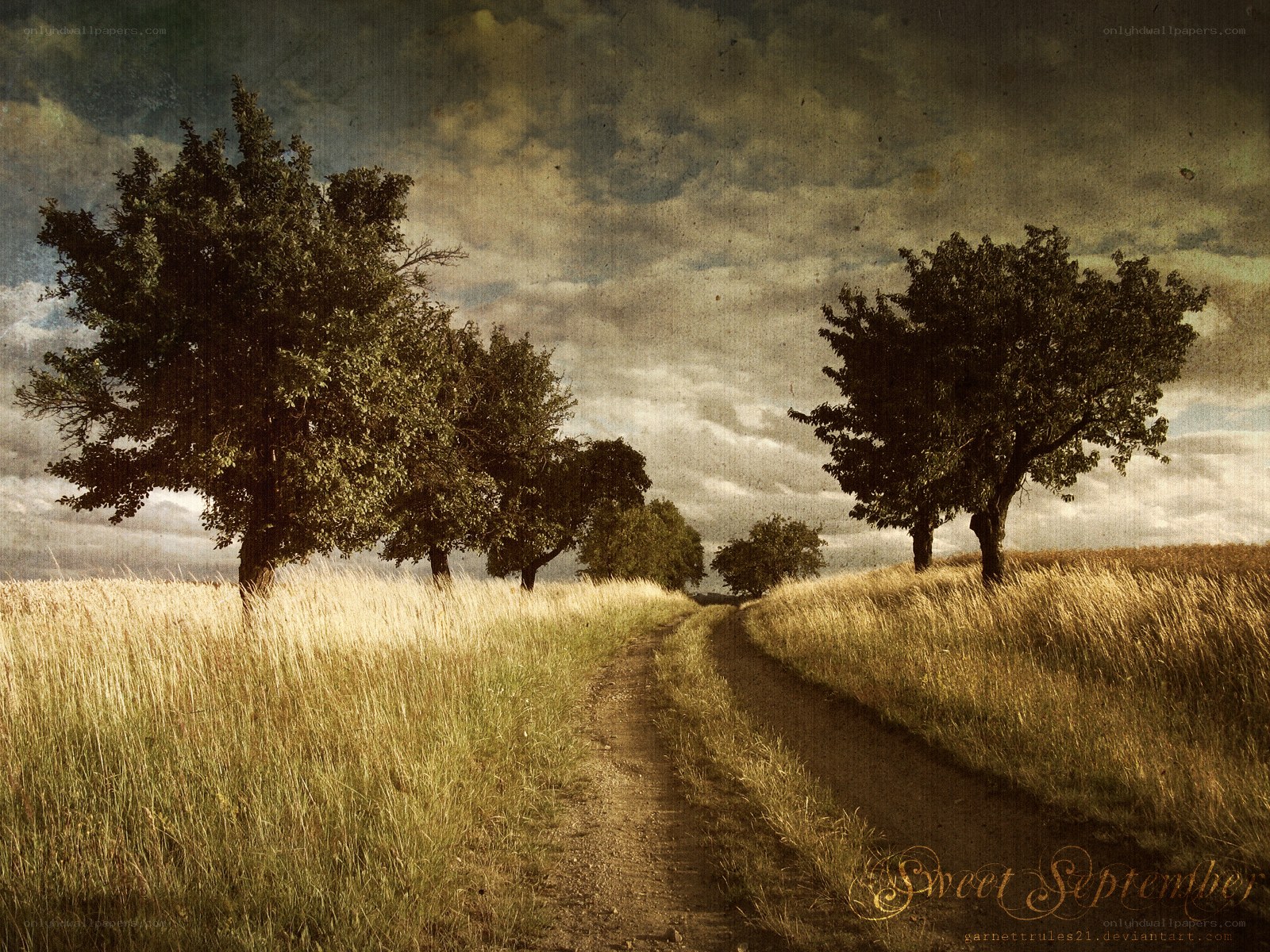 Country path in golden fields
