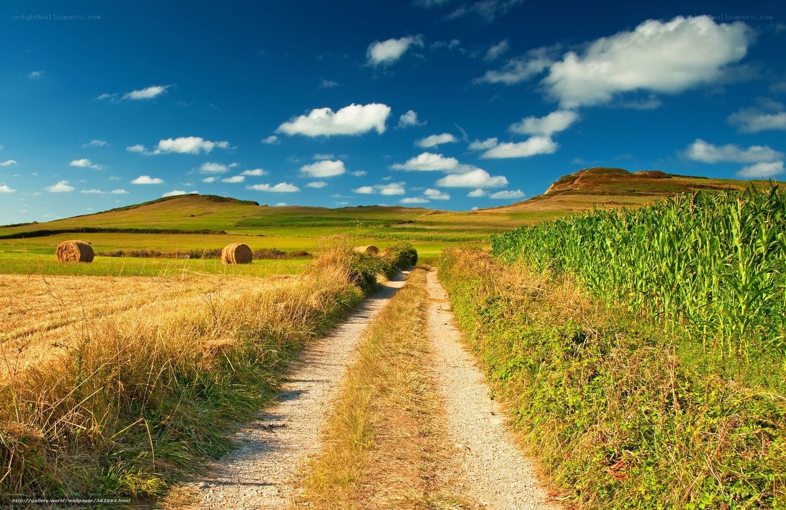 Country path through farmland
