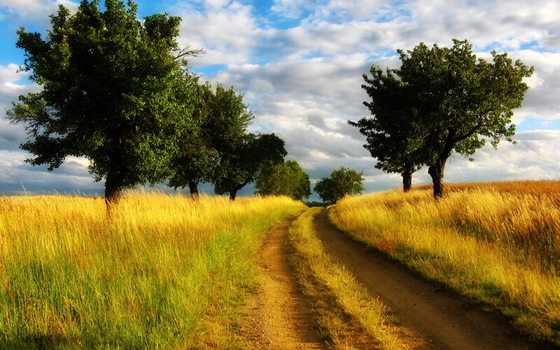 Country path through golden fields
