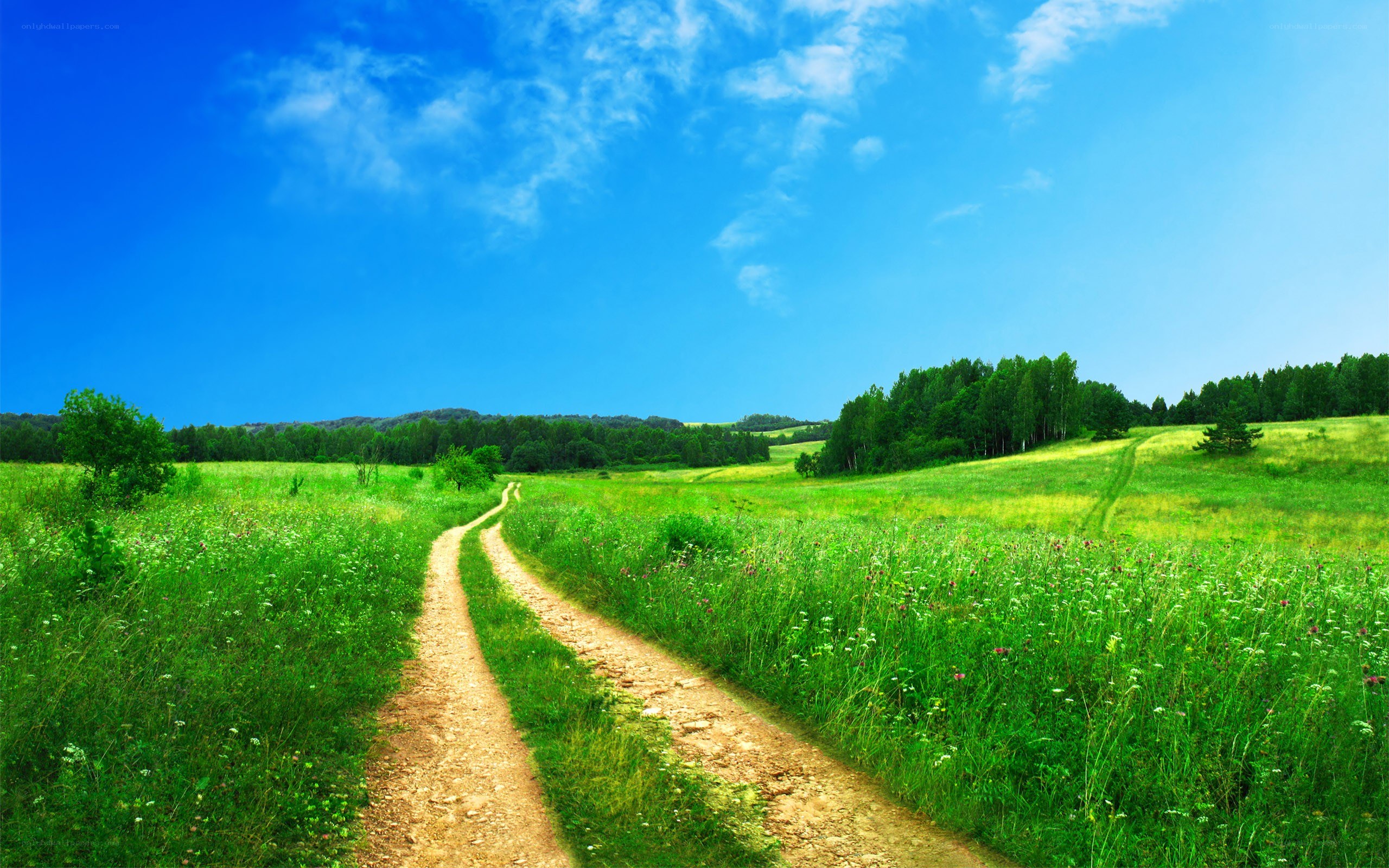 Country path through green fields