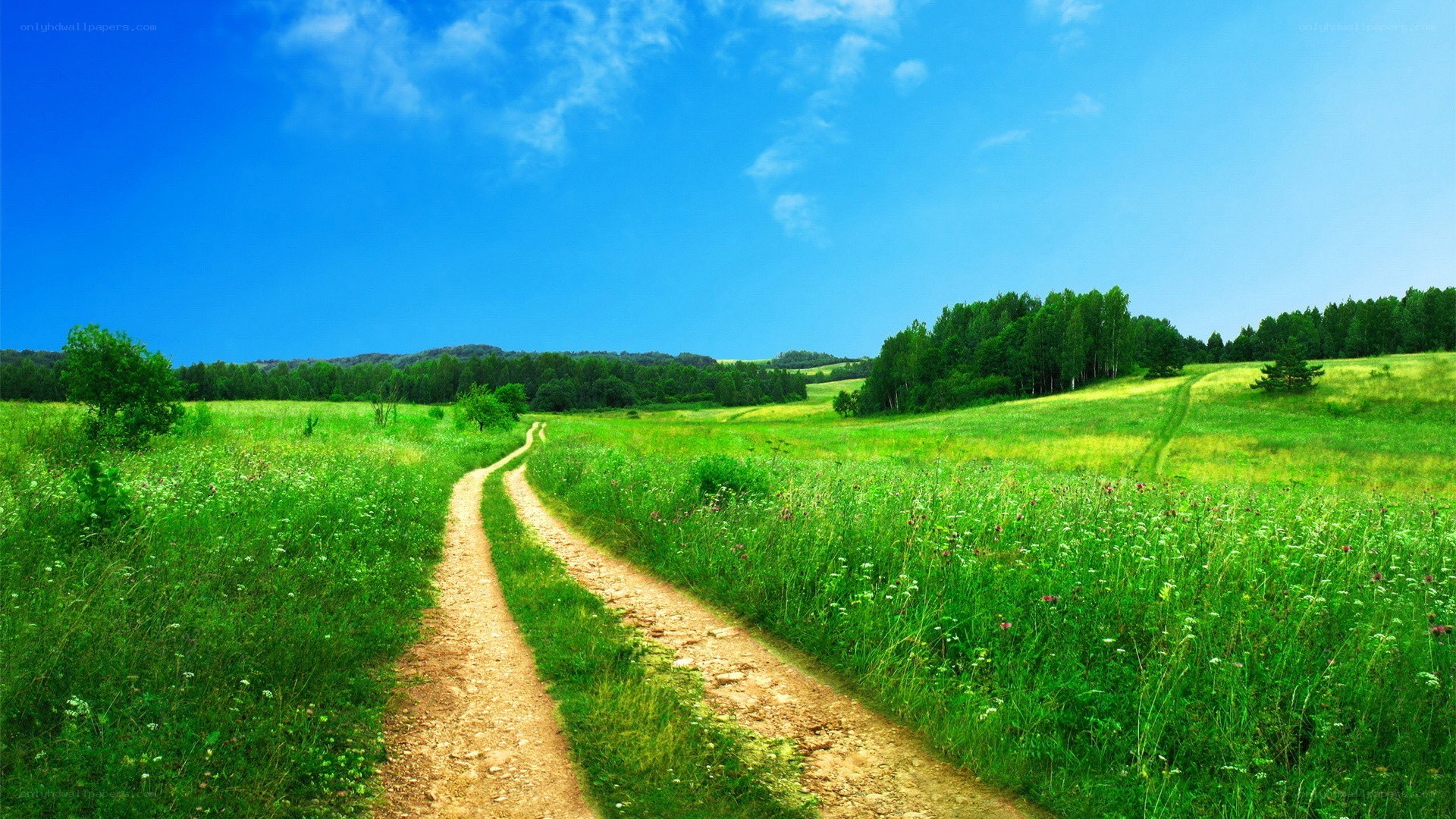 Country path through green fields