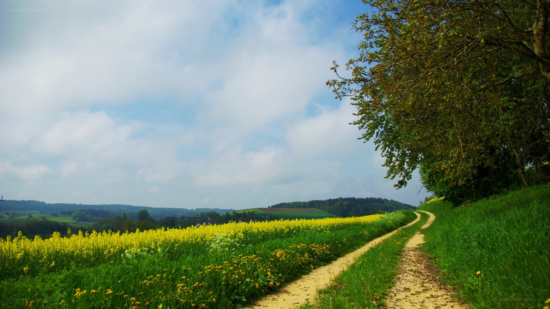 Country path through yellow fields