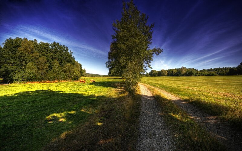 Country path with grazing cows