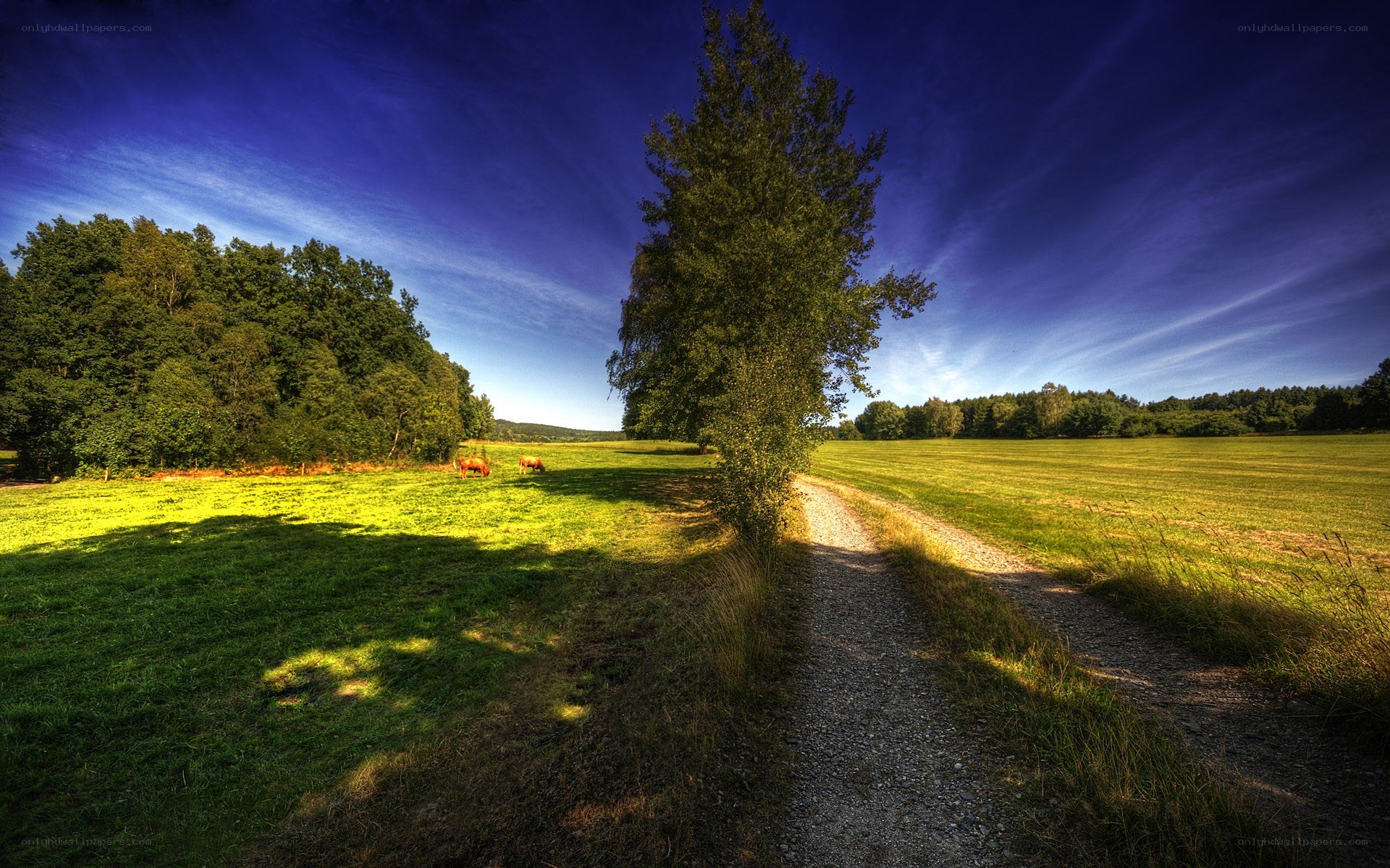 Country path with grazing cows