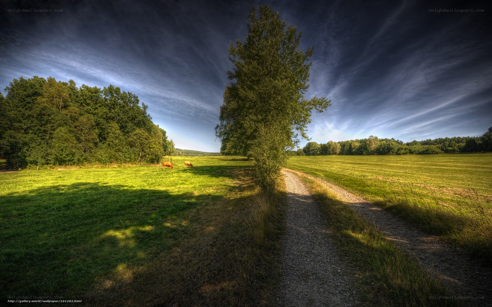 Country path with grazing cows