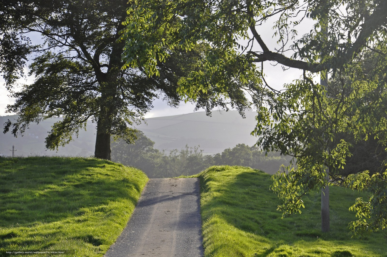 Country path with trees