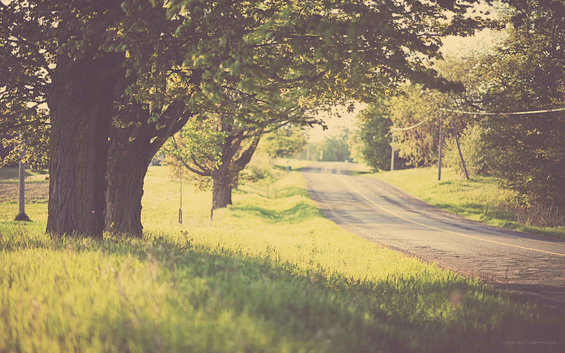 Country road at golden hour