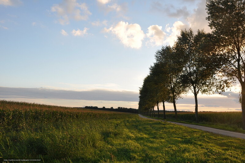 Country Road at Sunset — Green, Serene