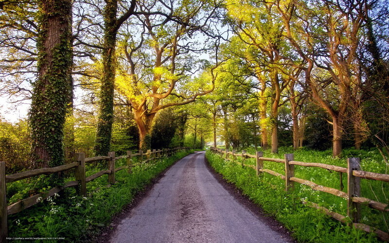 Country Road in Forest — Green, Serene