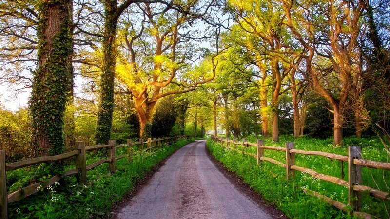 Country Road in Forest — Green
