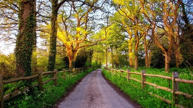 Country road through a forest
