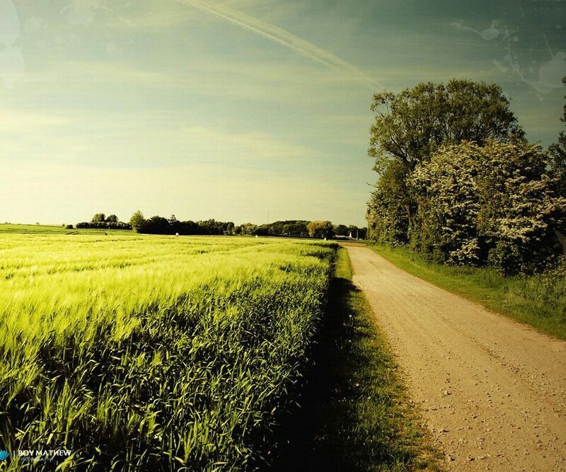 Country road through a green field