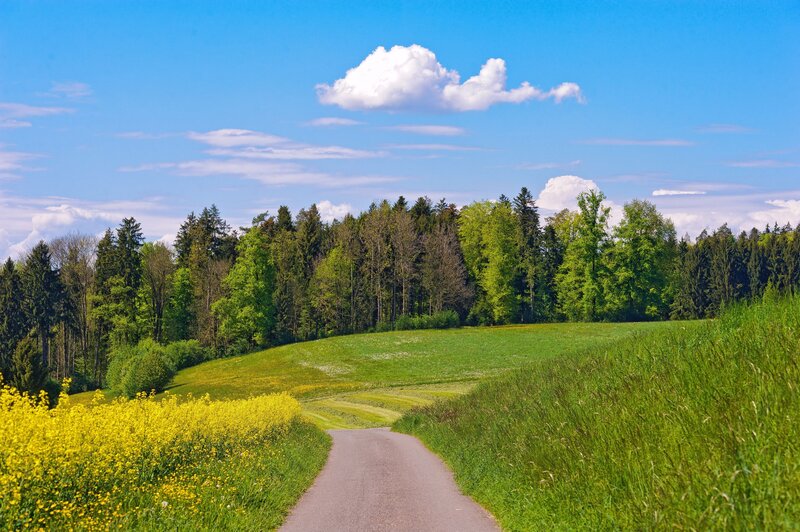 Country Road Through Fields — Green, Serene, Afternoon, Photograph, Trees, Flowers, Clouds