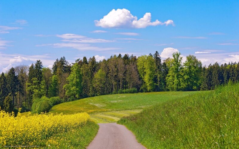 Country Road Through Fields — Green, Serene, Afternoon, Photograph, Trees, Flowers