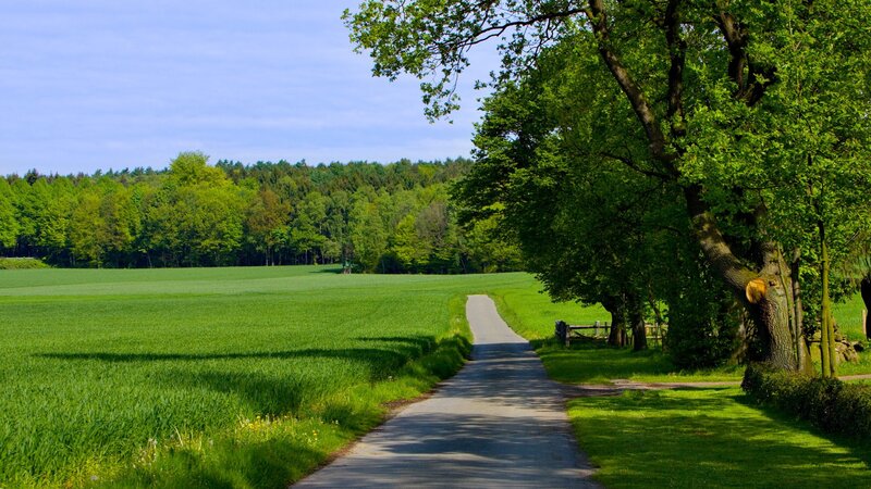 Country Road Through Fields — Green, Serene, Afternoon