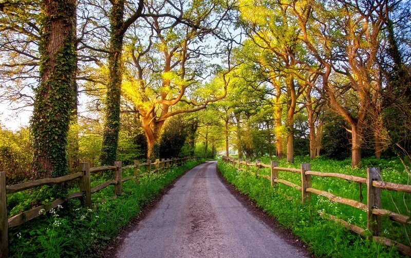 Country Road Through Forest — Green
