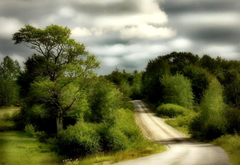 Country road through forest