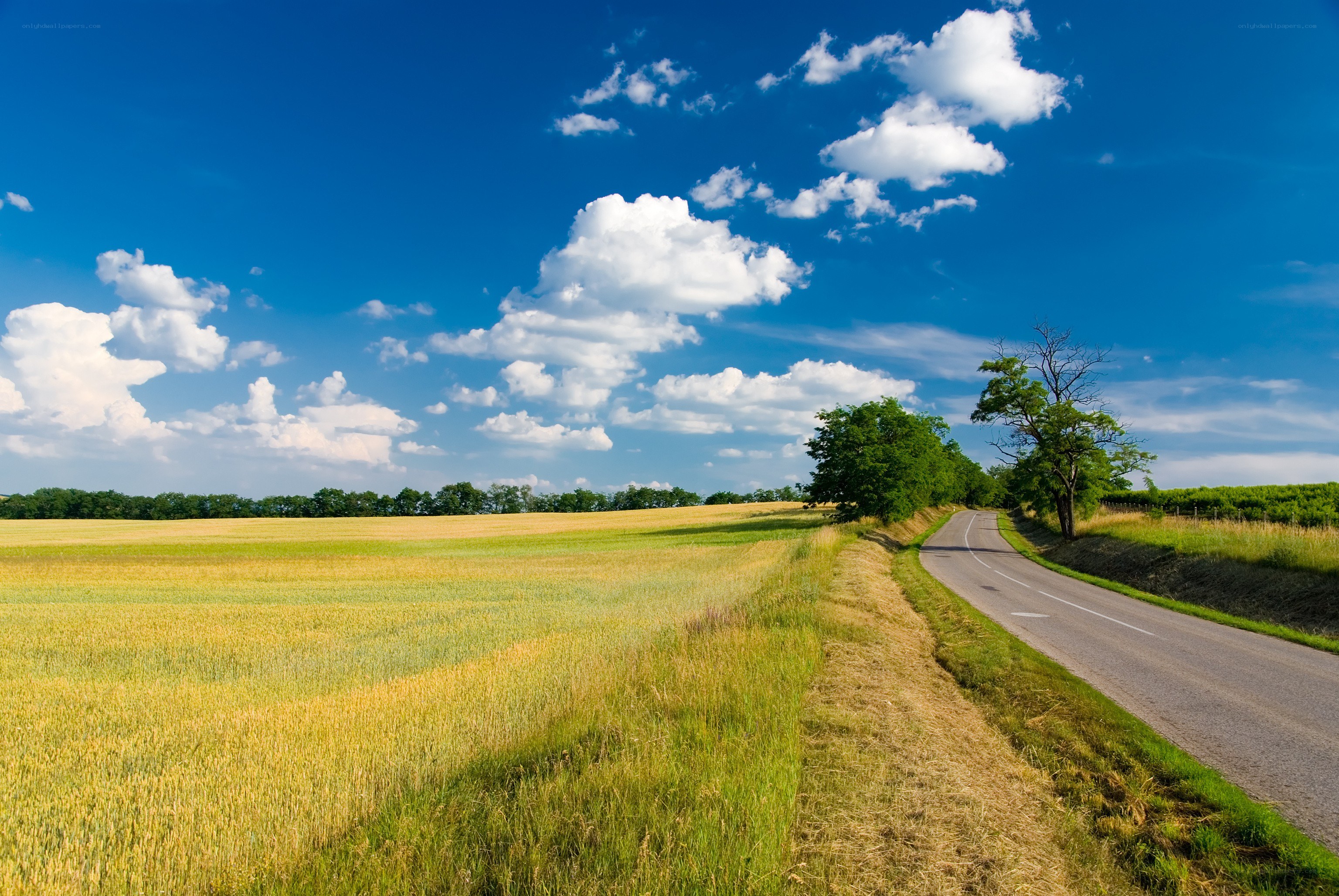 Country road through golden fields
