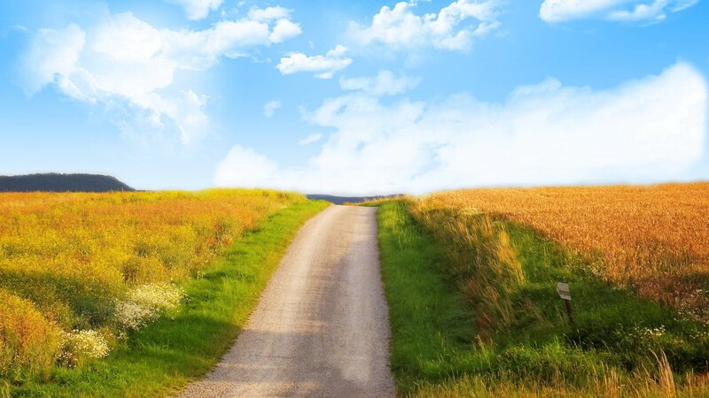 Country road through golden fields