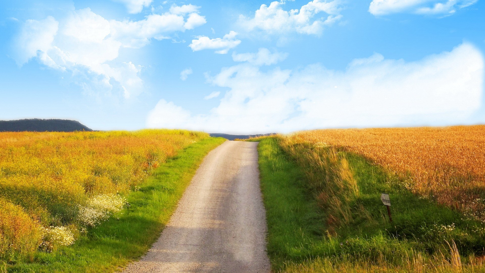 Country road through golden fields