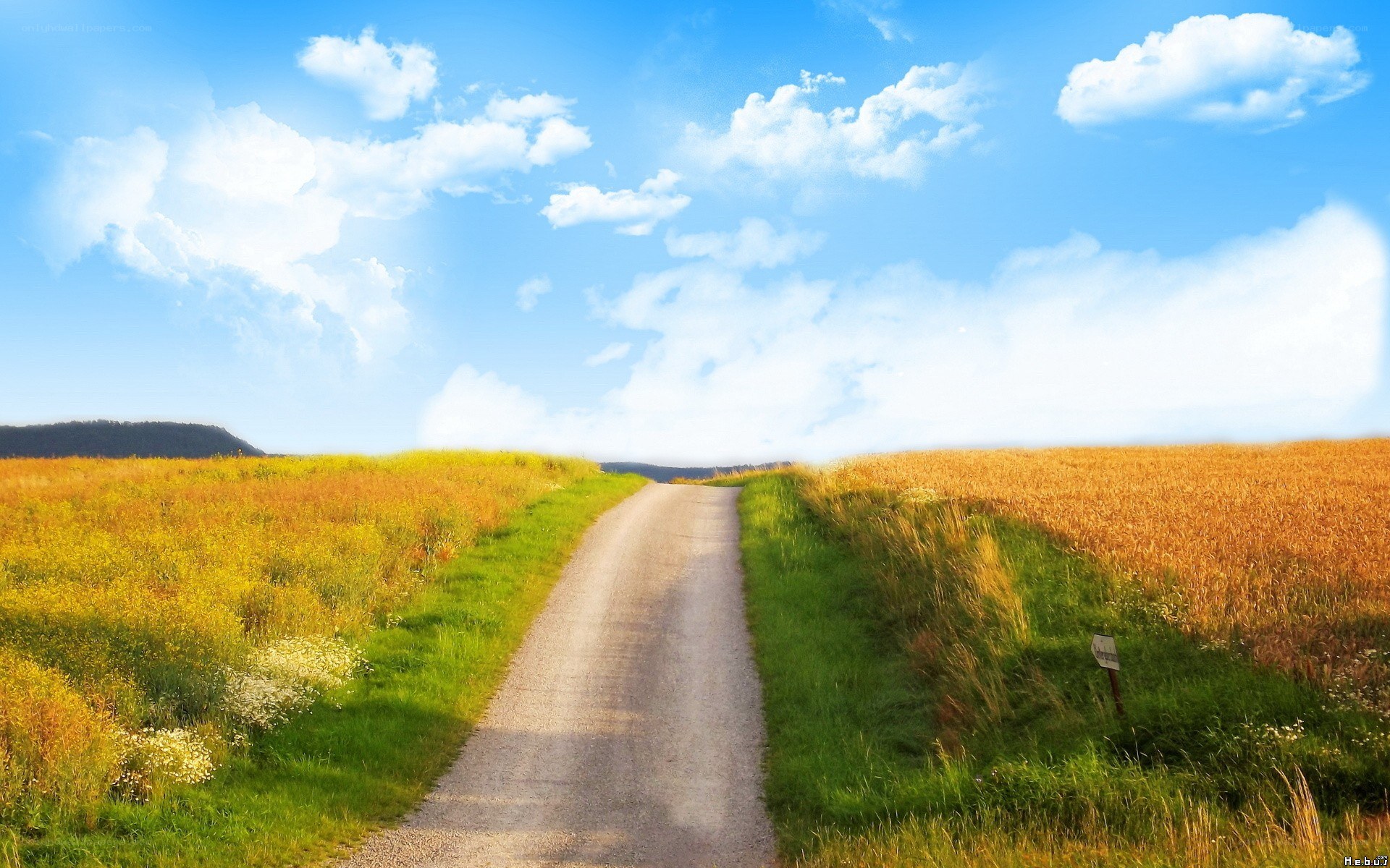 Country road through golden fields
