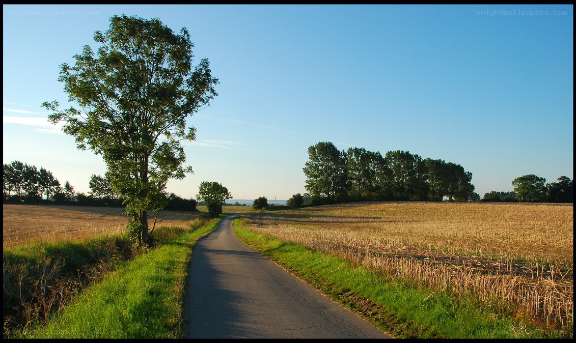 Country road through golden fields