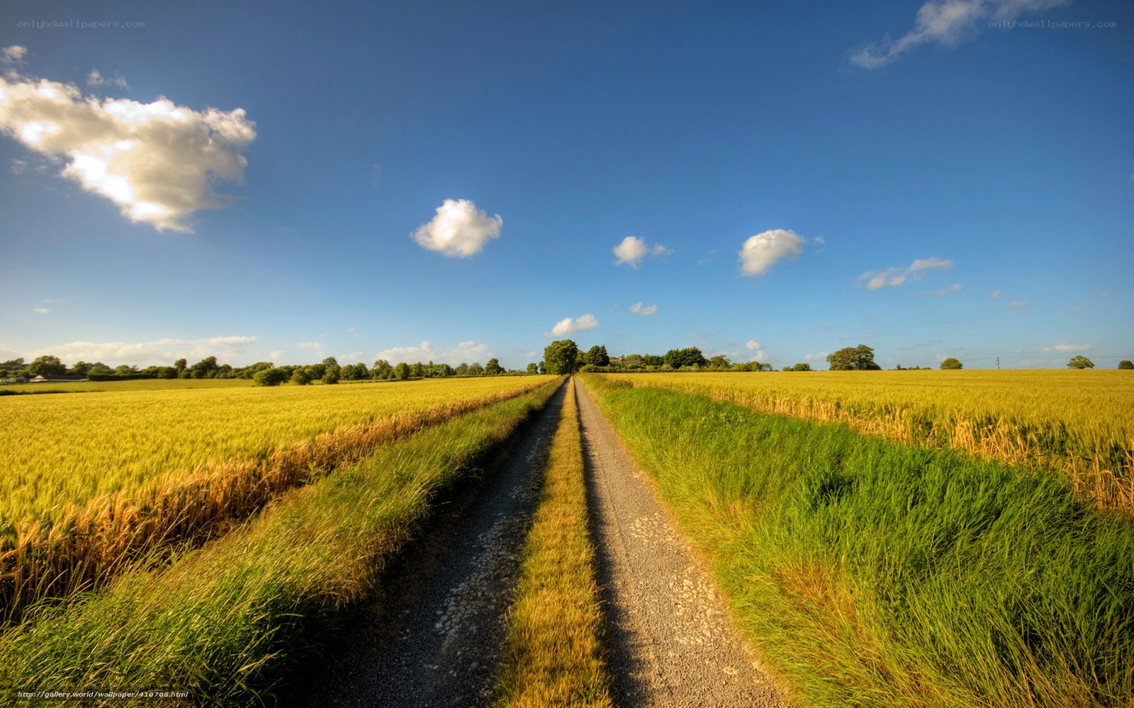 Country road through golden fields