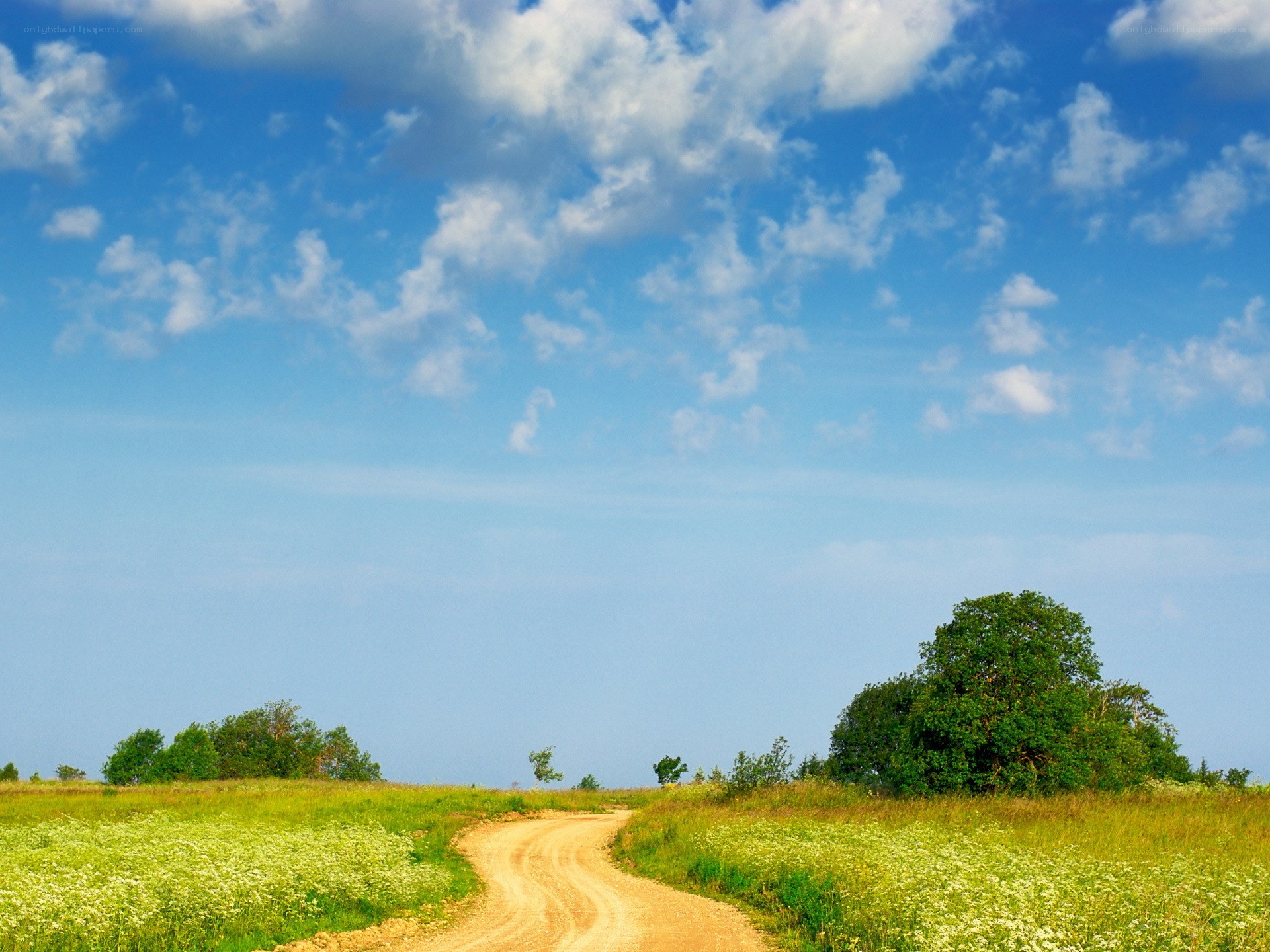 Country road through green fields