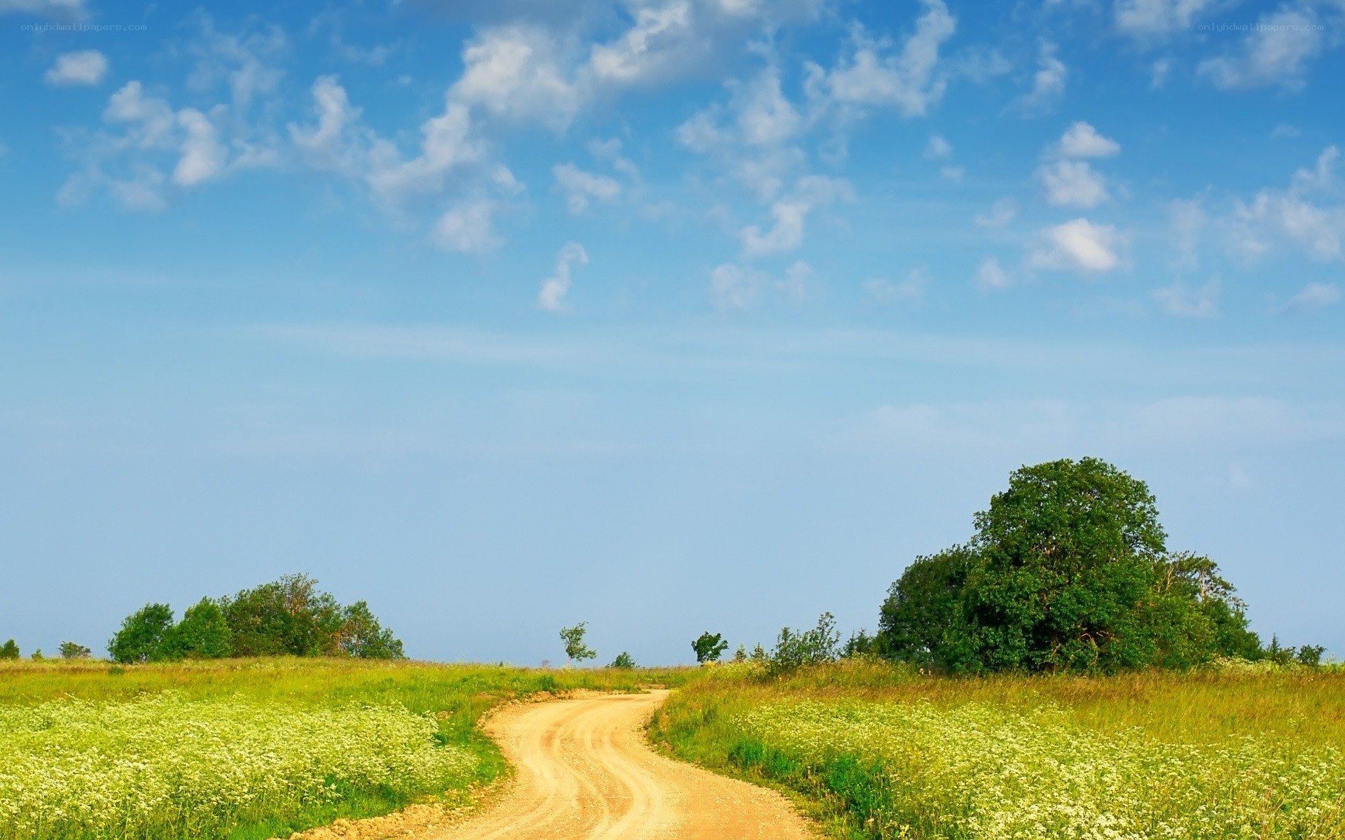 Country road through green fields
