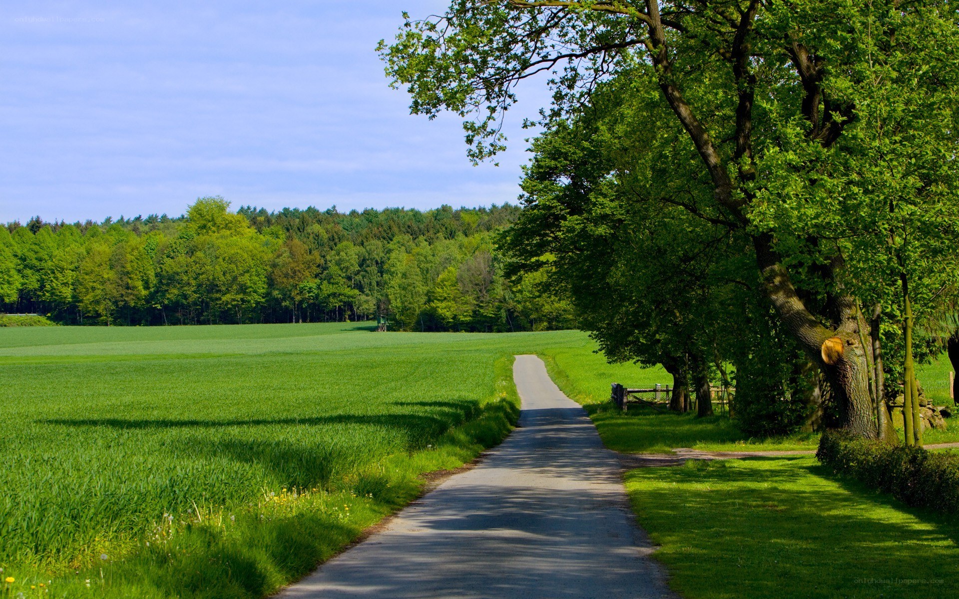 Country road through green fields