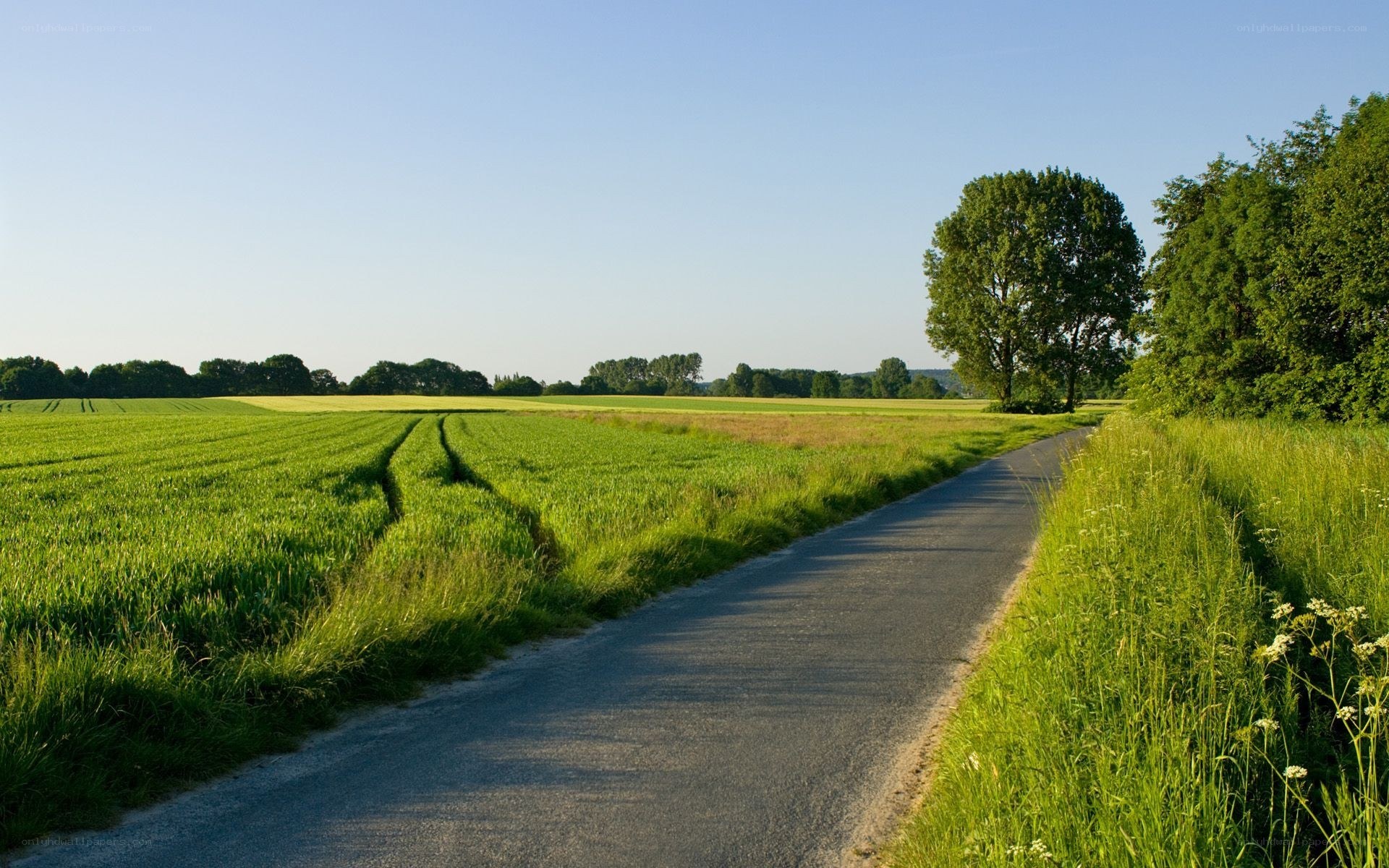 Country road through green fields