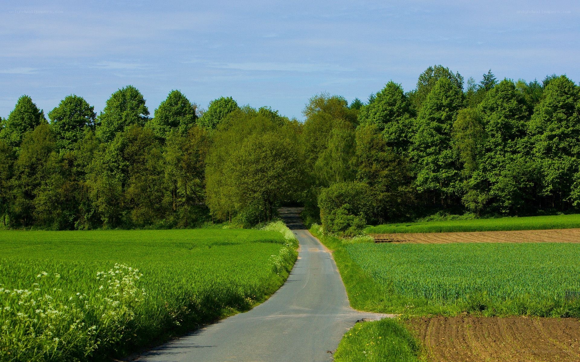 Country road through green fields
