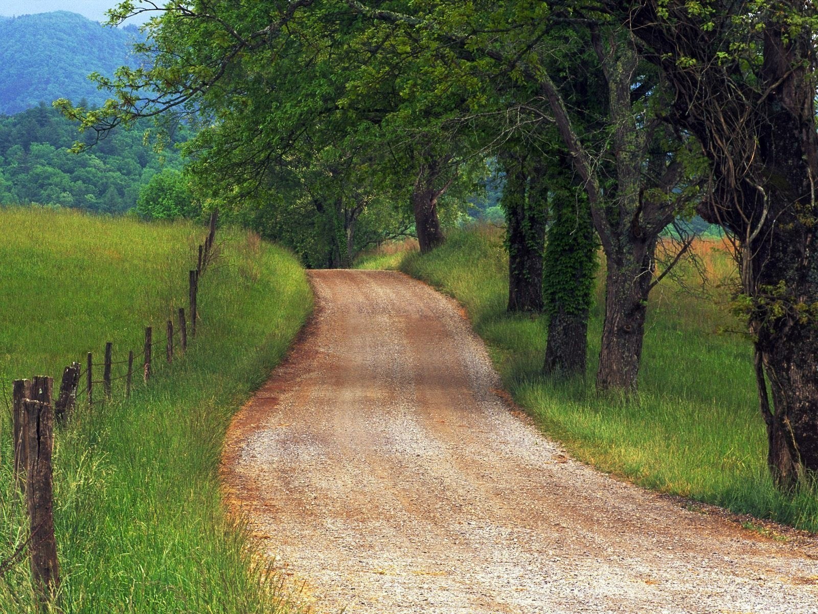 Country road through green fields