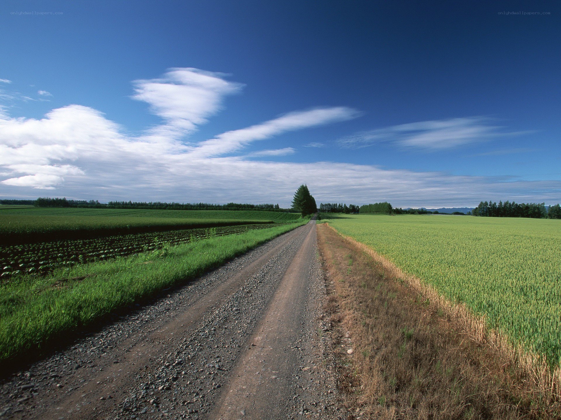 Country road through green fields