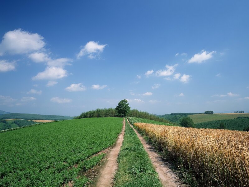 Country road through green fields