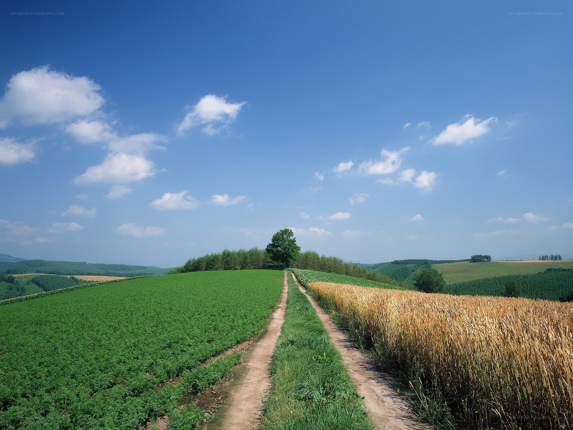 Country road through green fields