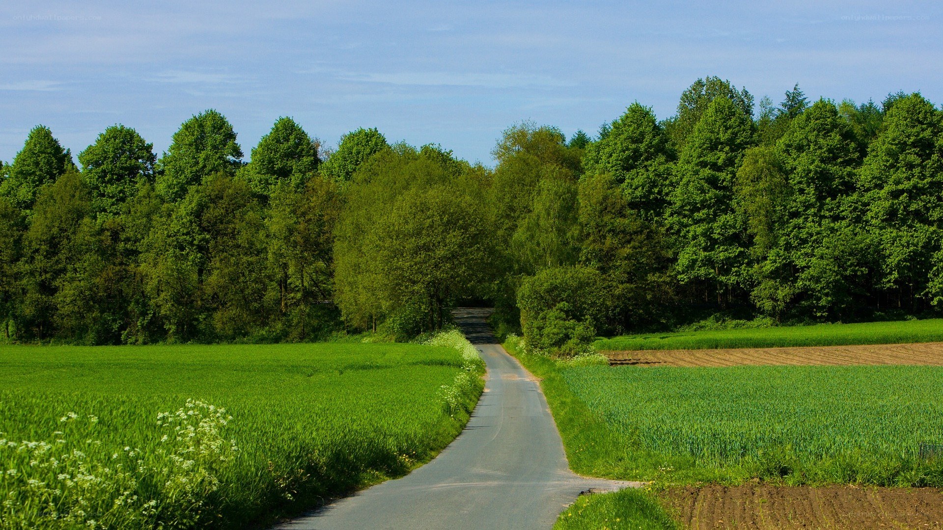 Country road through green fields