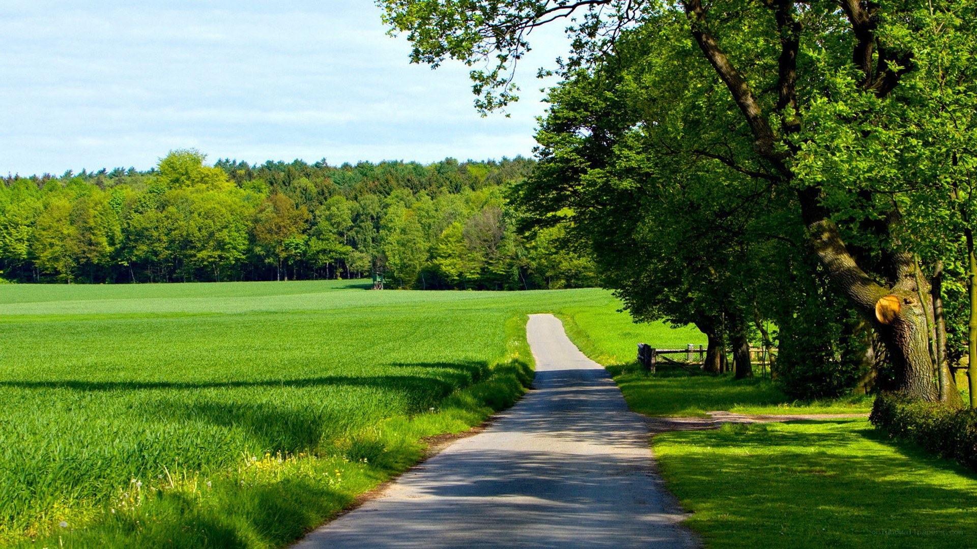 Country road through green fields
