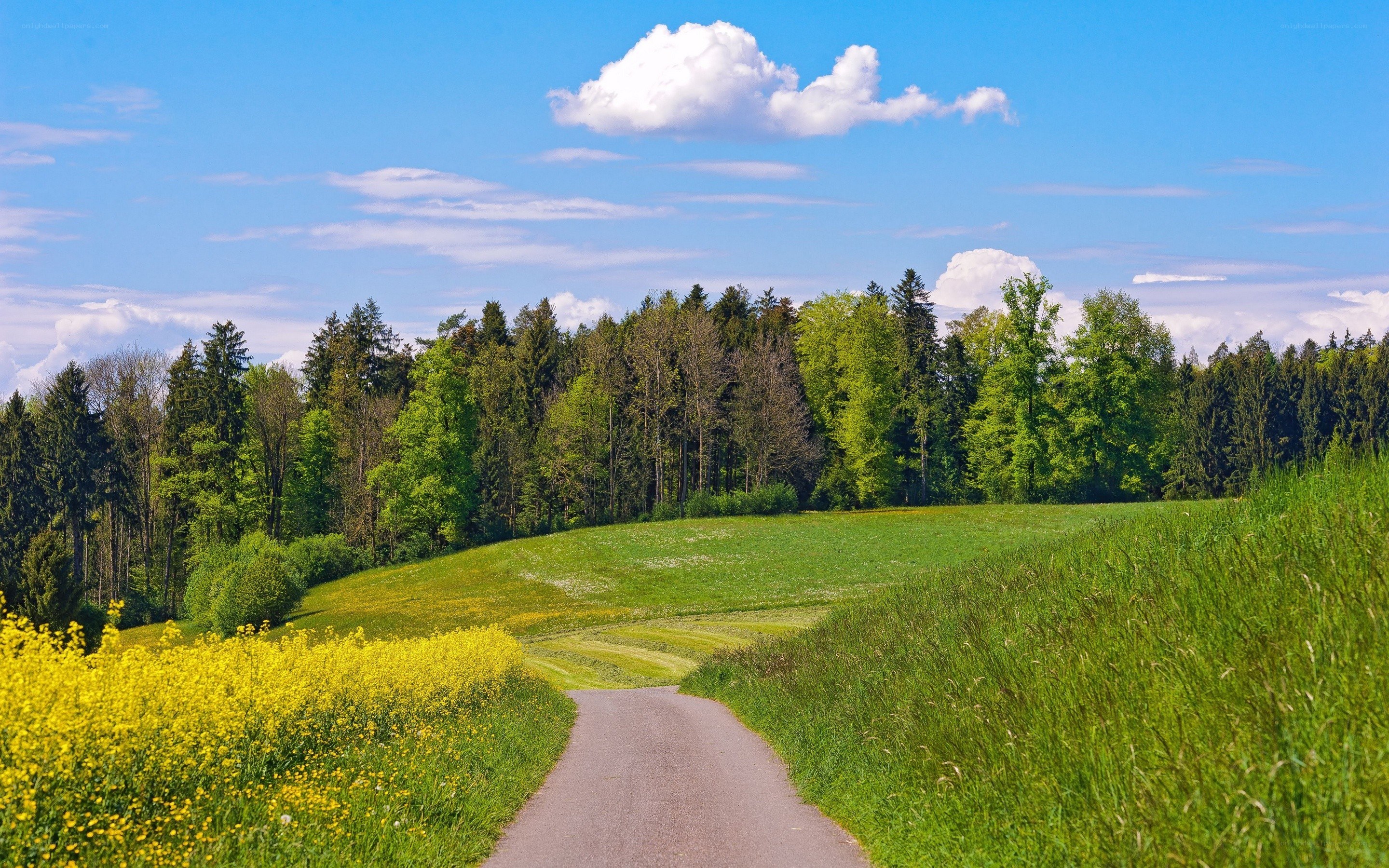 Country road through green fields