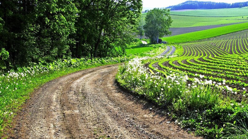 Country road through green fields