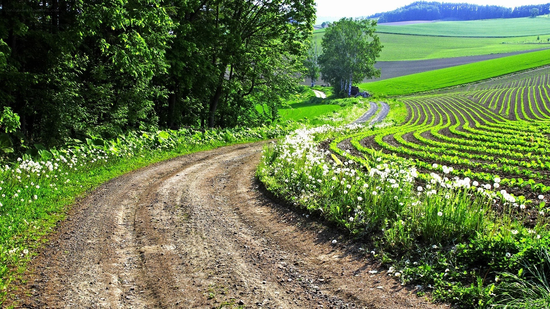 Country road through green fields