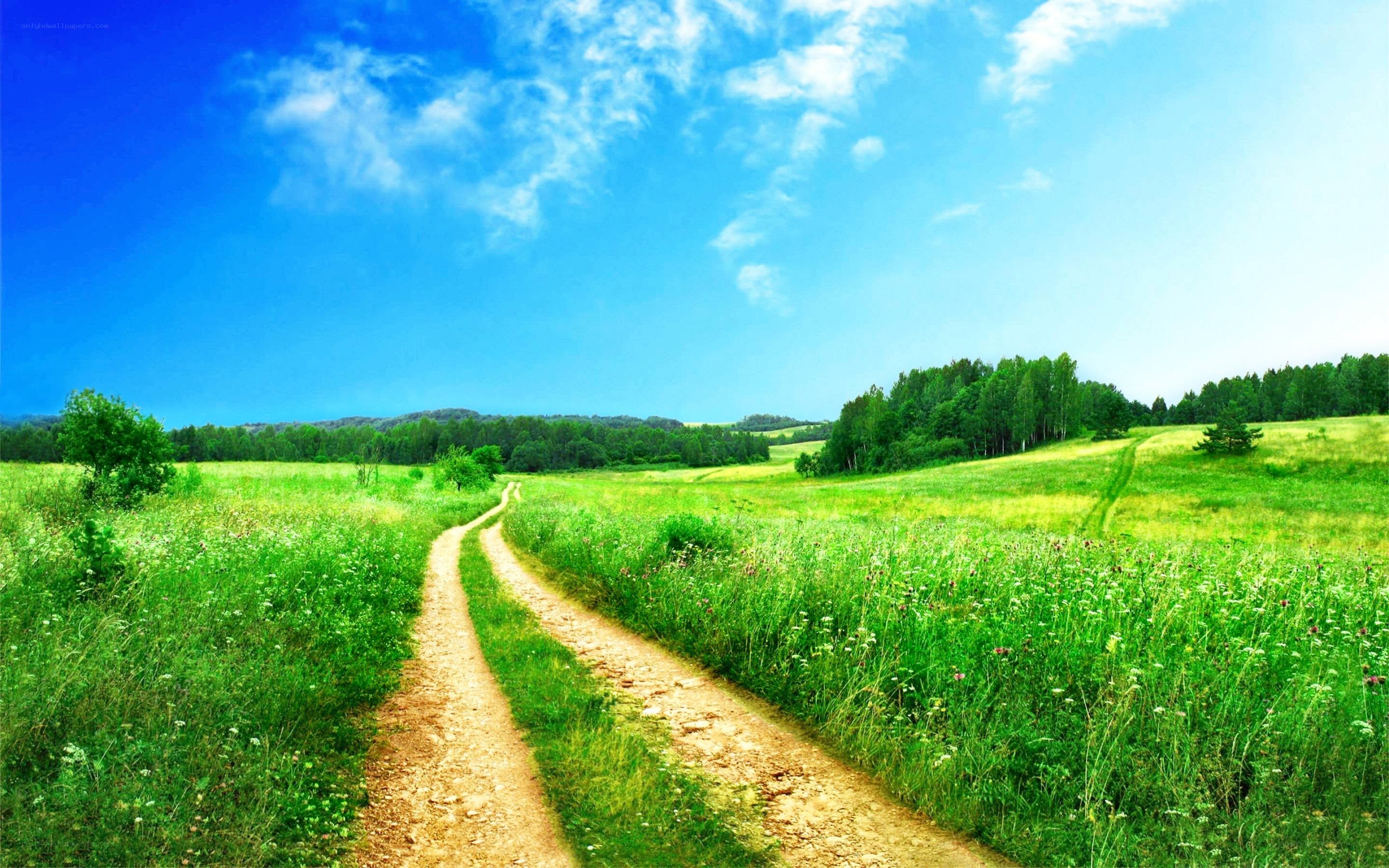 Country road through green fields