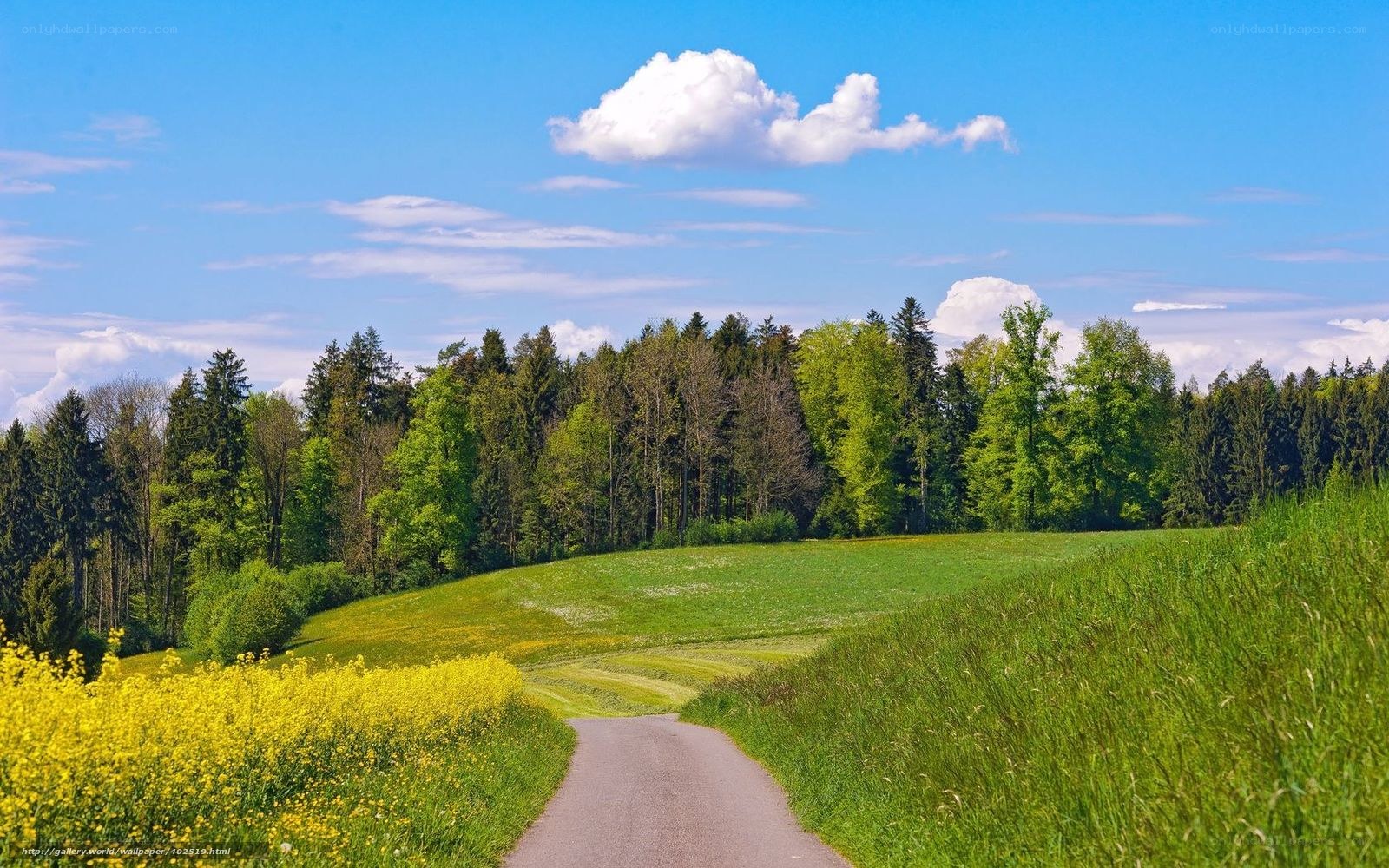 Country road through green fields
