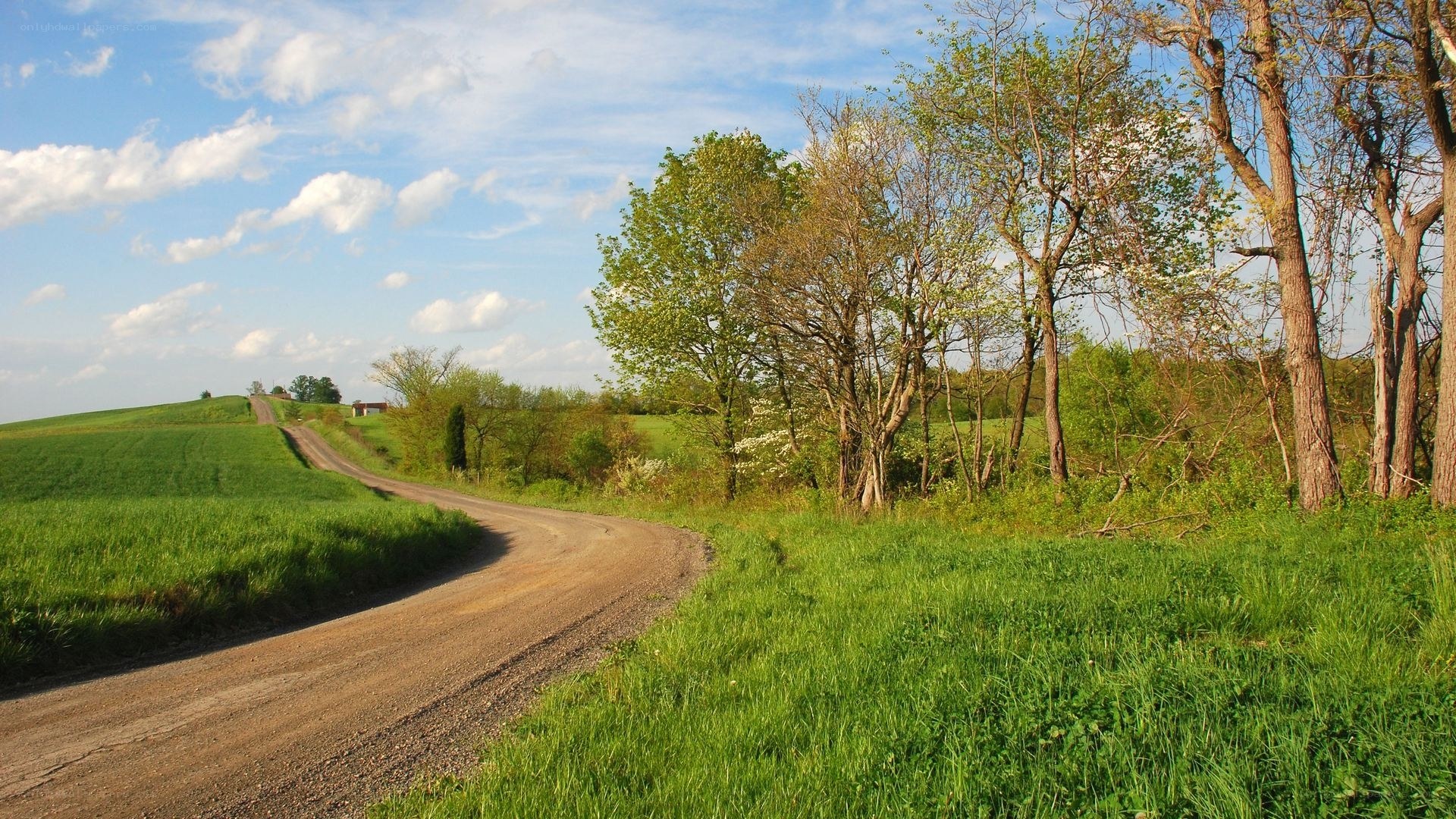 Country road through green fields