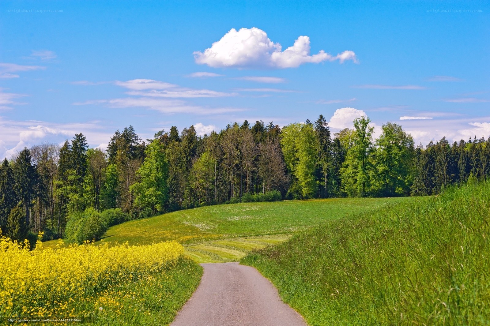 Country road through green fields