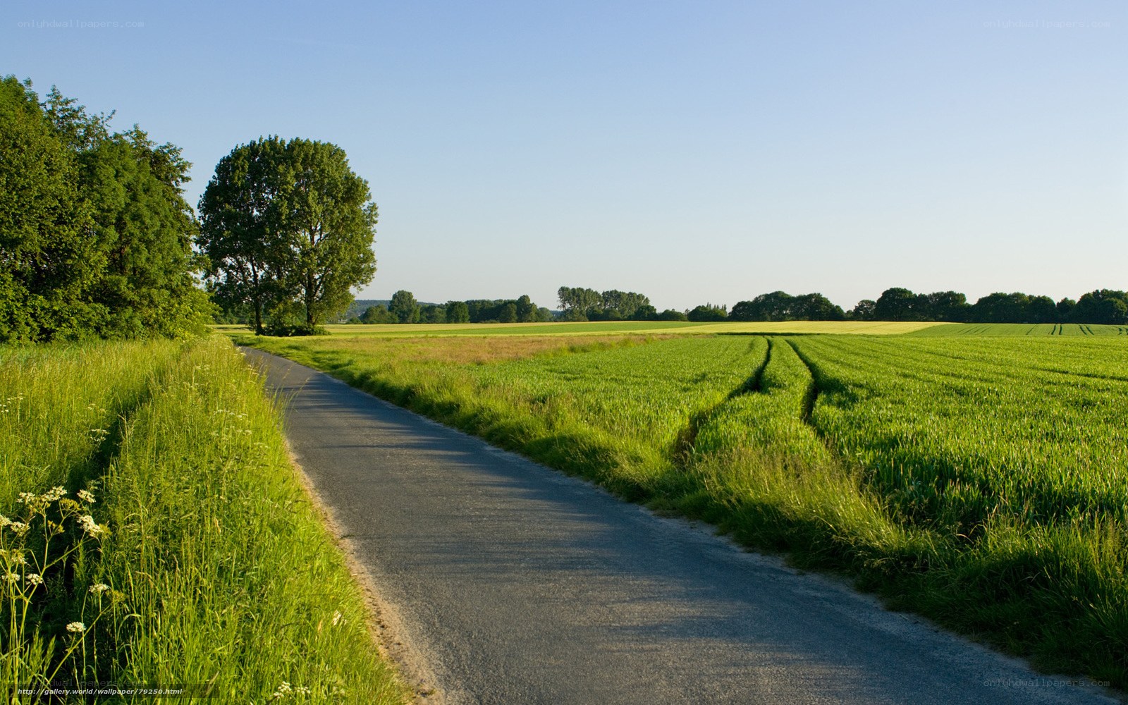 Country road through green fields
