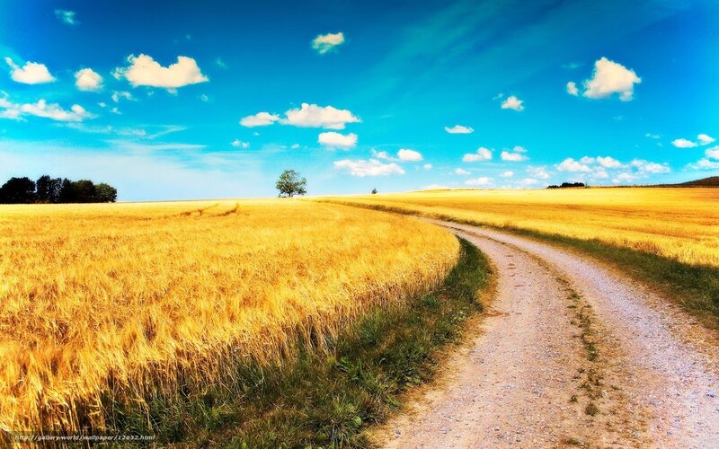 Country road through wheat field