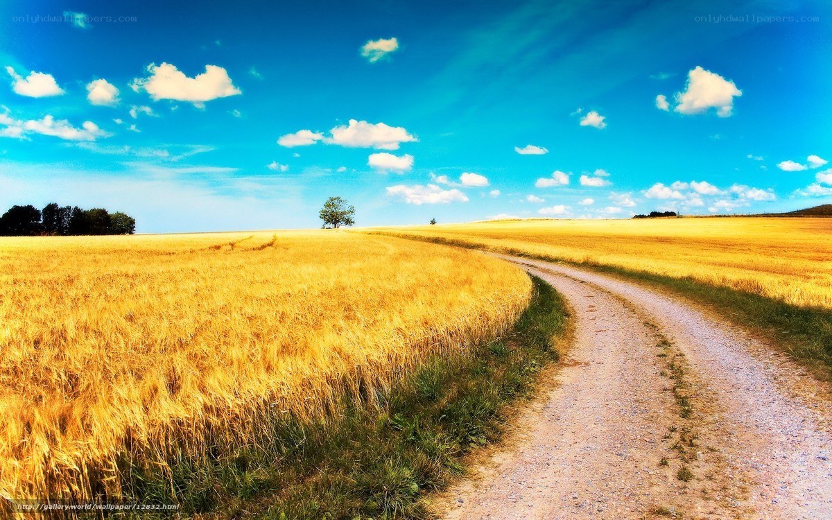 Country road through wheat field
