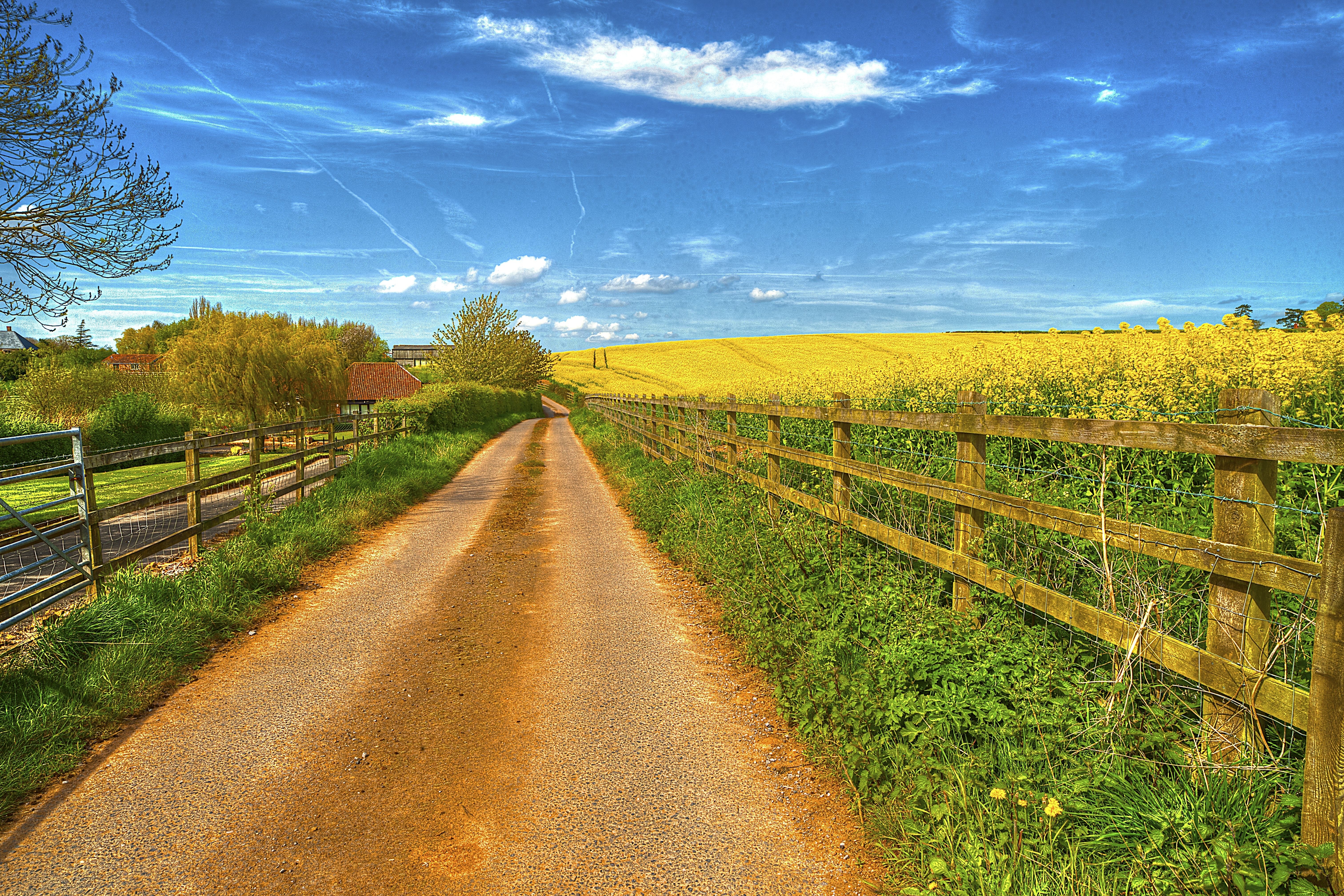 Country road through yellow fields