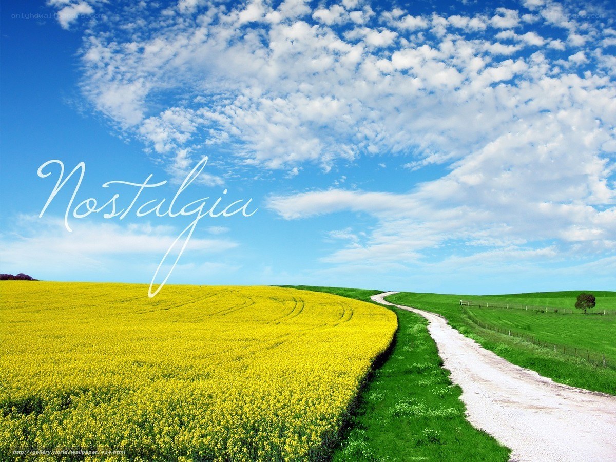 Country road through yellow fields